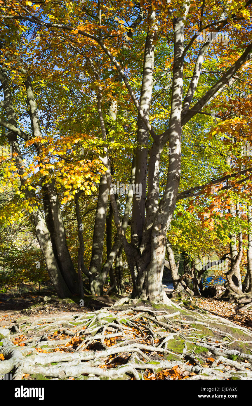 Beech trees and exposed roots Stock Photo
