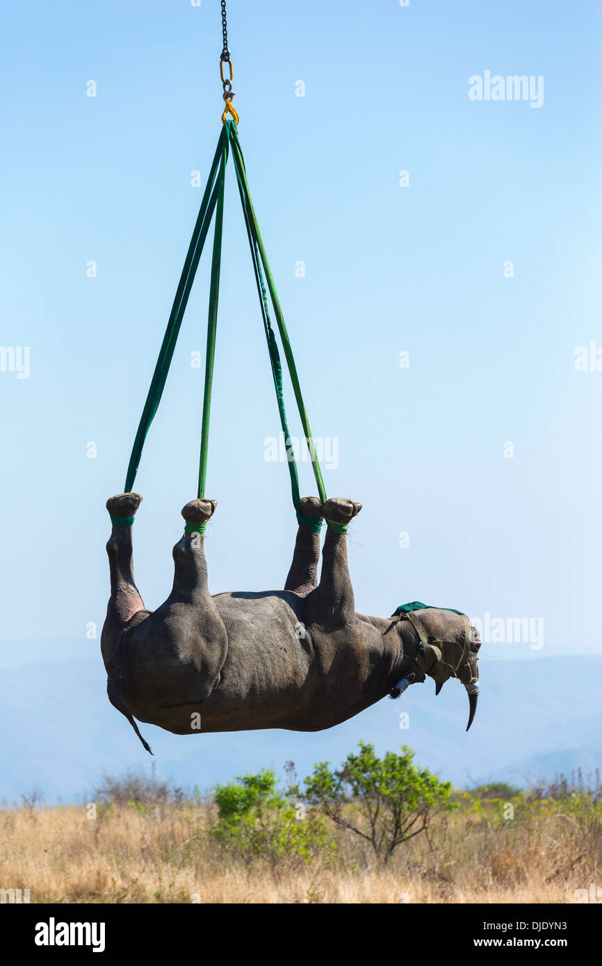 Black Rhinoceros (Diceros bicornis) being transported by helicopter to a safe location.Ithala game reserve.South Africa Stock Photo