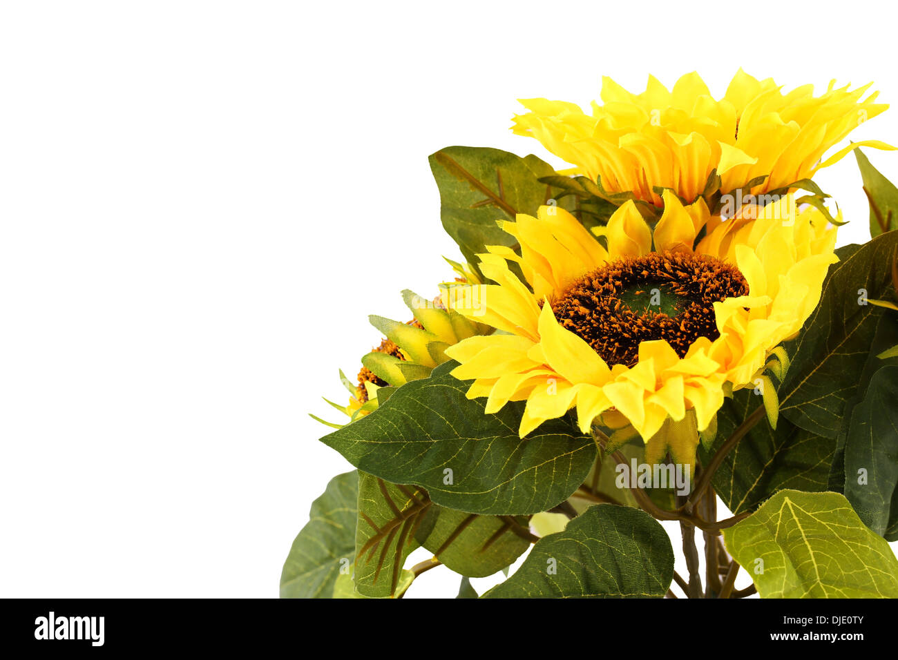 Sunflowers in vase isolated on white background Stock Photo Alamy