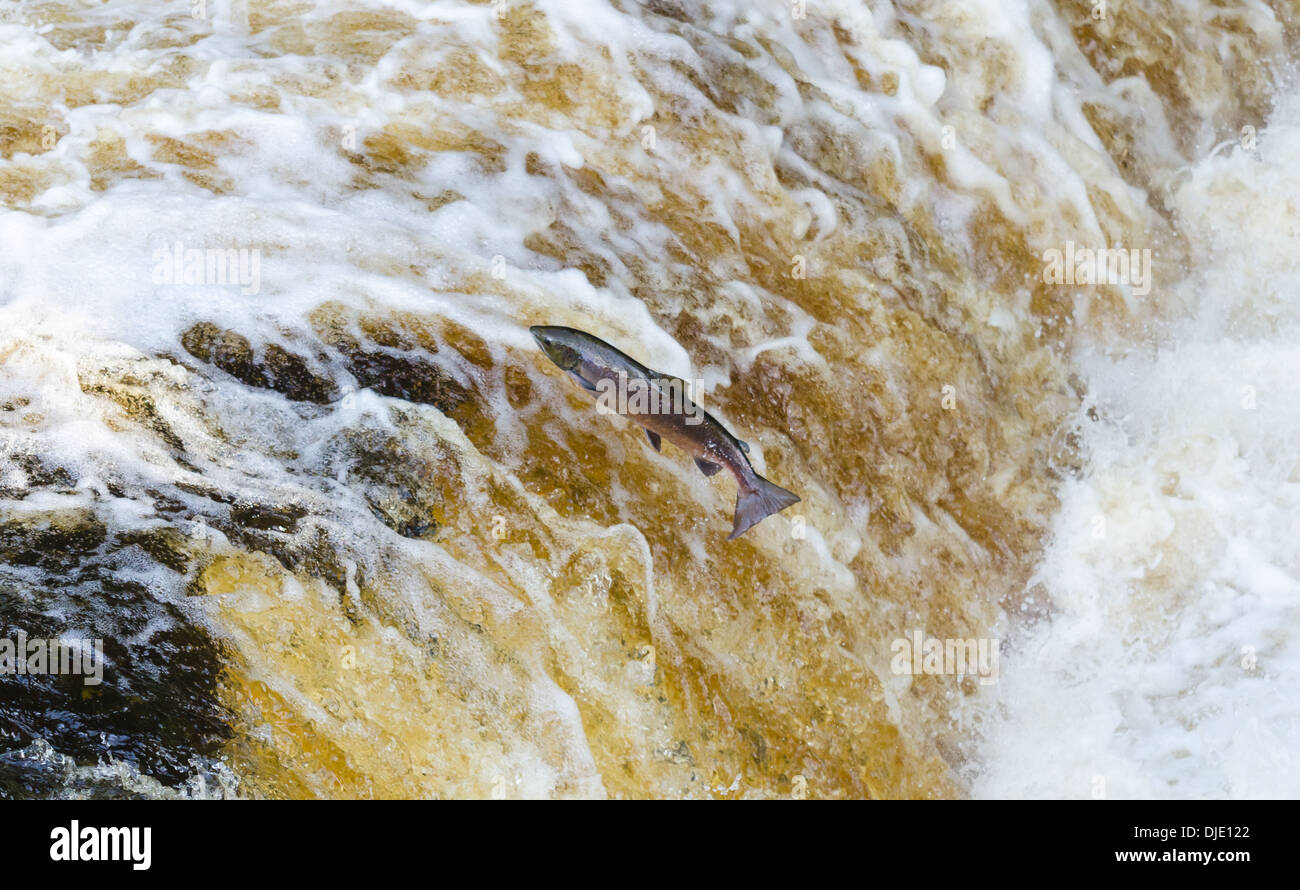 Leaping salmon at Stainforth waterfall in the Yorkshire Dales Stock