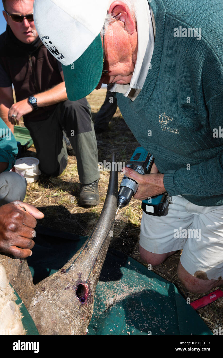 Black Rhinoceros (Diceros bicornis) being prepared for a radio transmitter.Ithala game reserve.South Africa Stock Photo