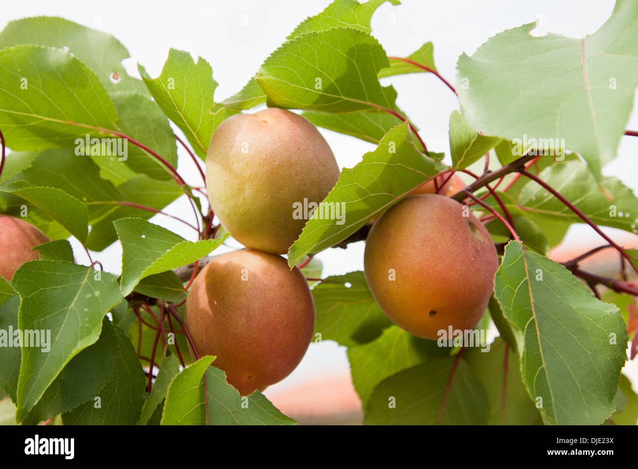 Young apricots Stock Photo