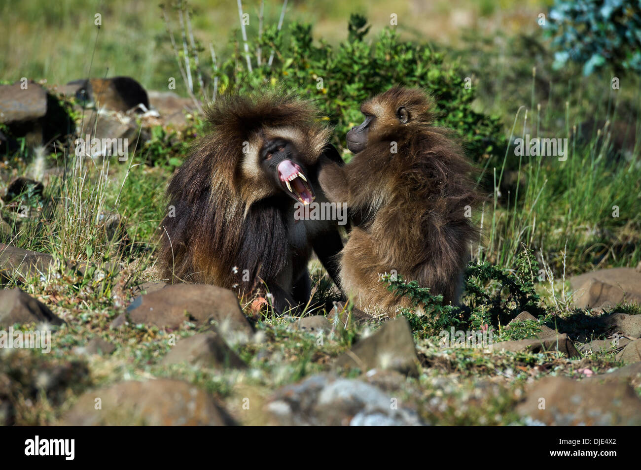 grooming between Gelada Baboons, Debre Libanos, Ethiopia Stock Photo