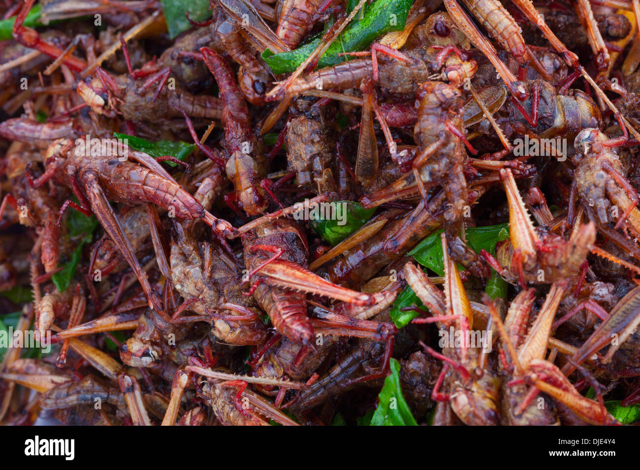 Deep fried crickets Stock Photo