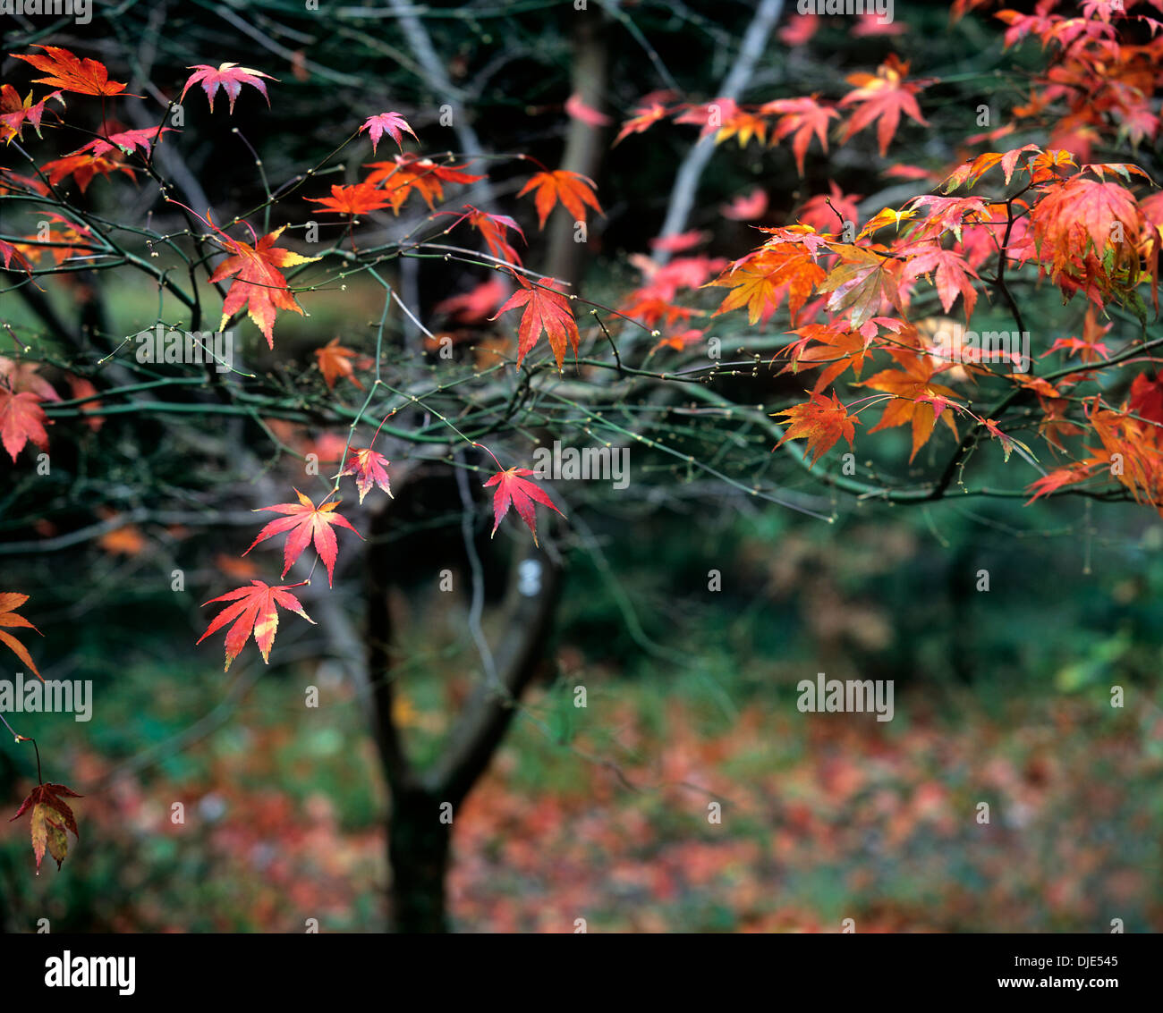 The last autumn leaves on a maple tree in a forest garden on Forestry Commission land near Llanfachreth, near Dolgellau, Wales. Stock Photo