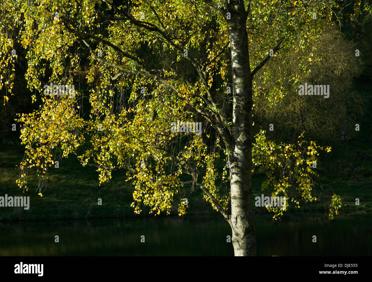 Silver Birch tree in autumn, Cumbria, England UK Stock Photo Alamy