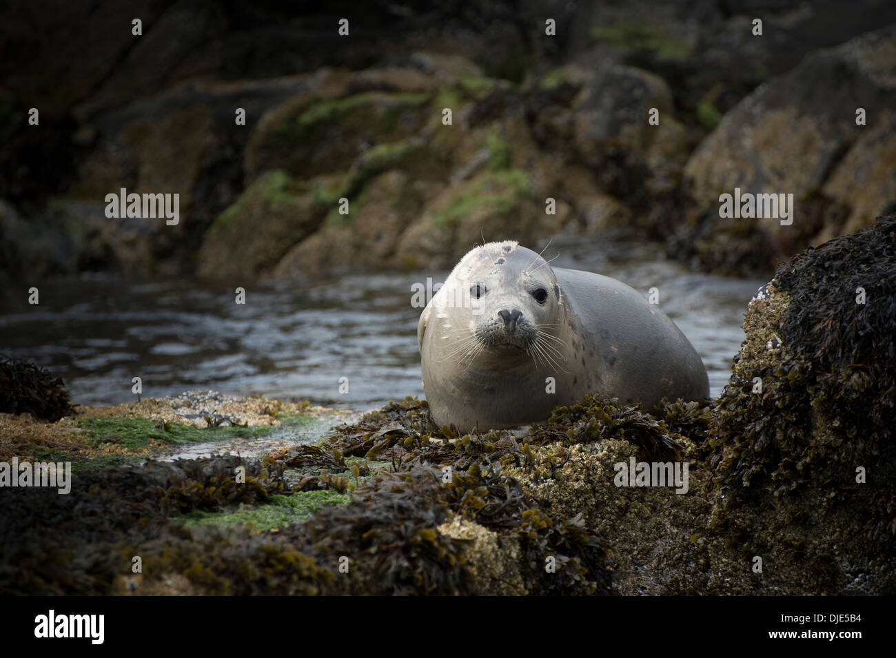 Grey seals sitting on rocks hi-res stock photography and images - Alamy