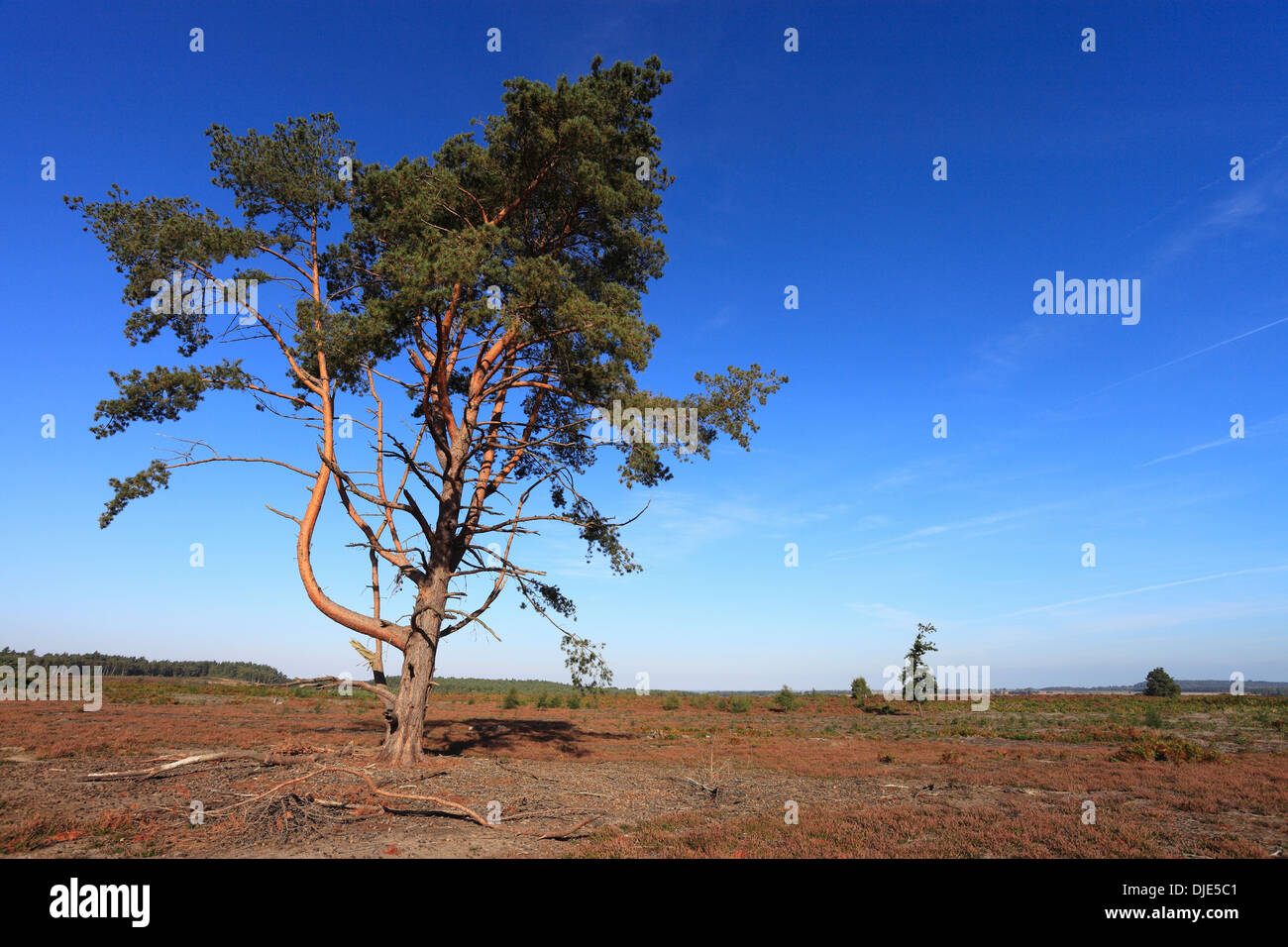 Tree at Dersingham Bog in Norfolk, which boasts one of the last remaining areas of lowland heathland in South East England. Stock Photo