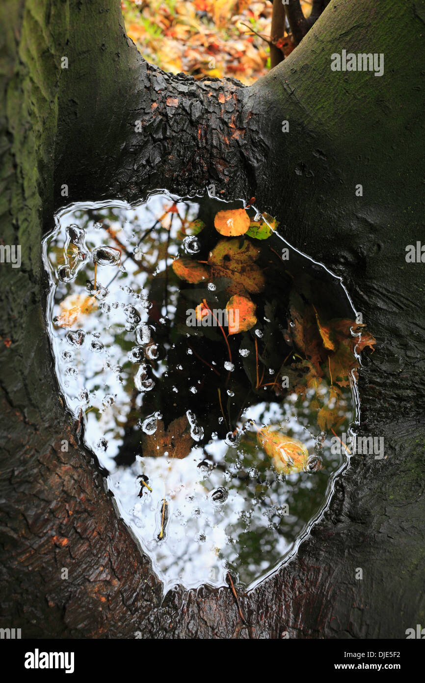 Autumn leaves held in a pool of water within the boughs of a tree. Stock Photo