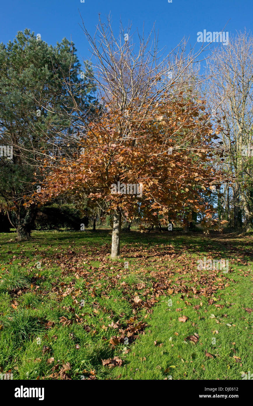 Ornamental garden maple, Acer, with autumn leaves and green grass with fallen leaves on a fine November day. Stock Photo