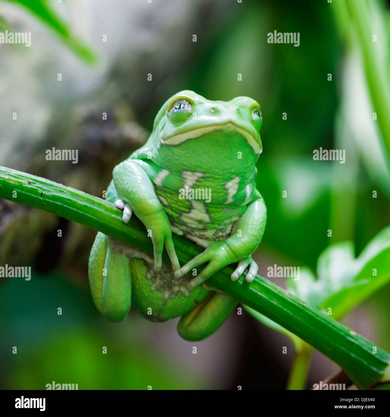 Green monkey frog in forest Stock Photo
