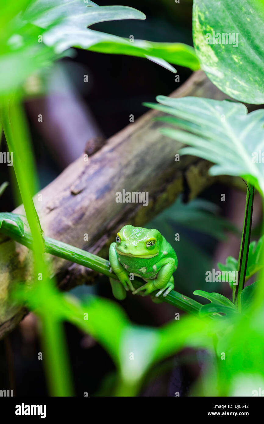 Green monkey tree frog in forest Stock Photo