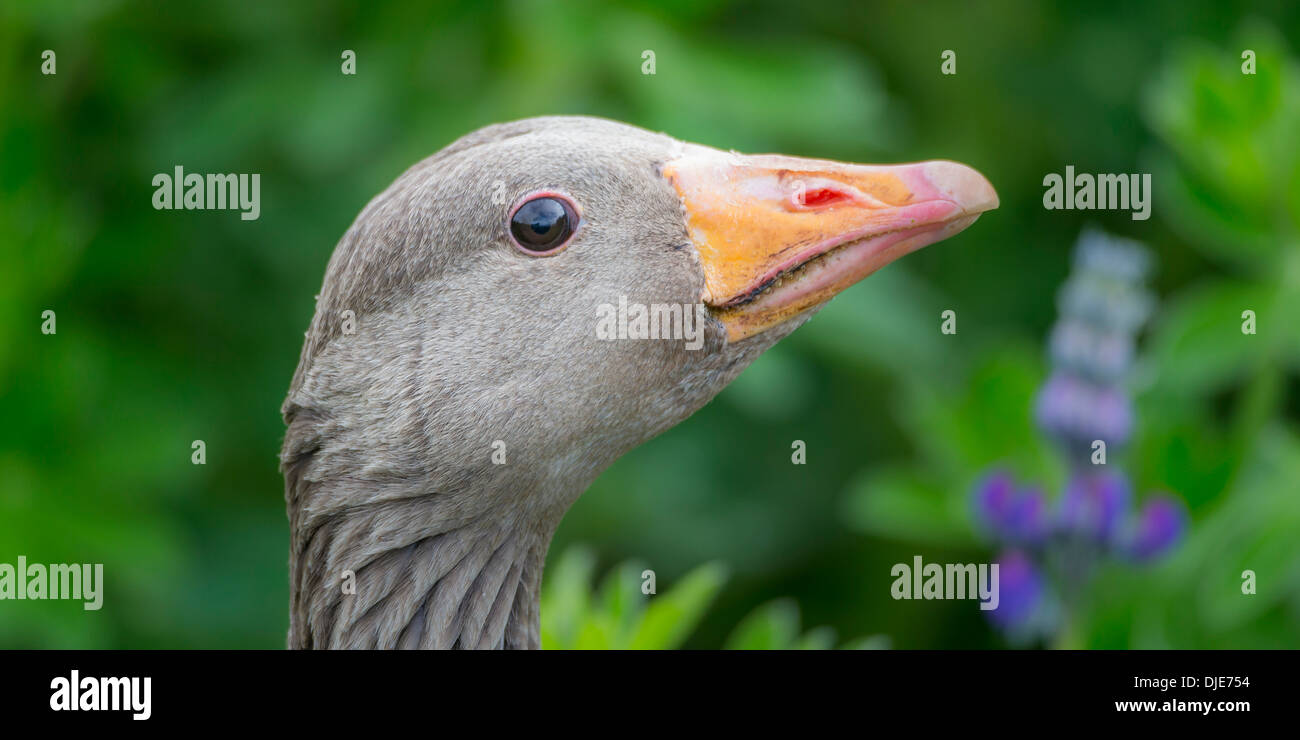 Portrait of Greylag Goose, Iceland Stock Photo