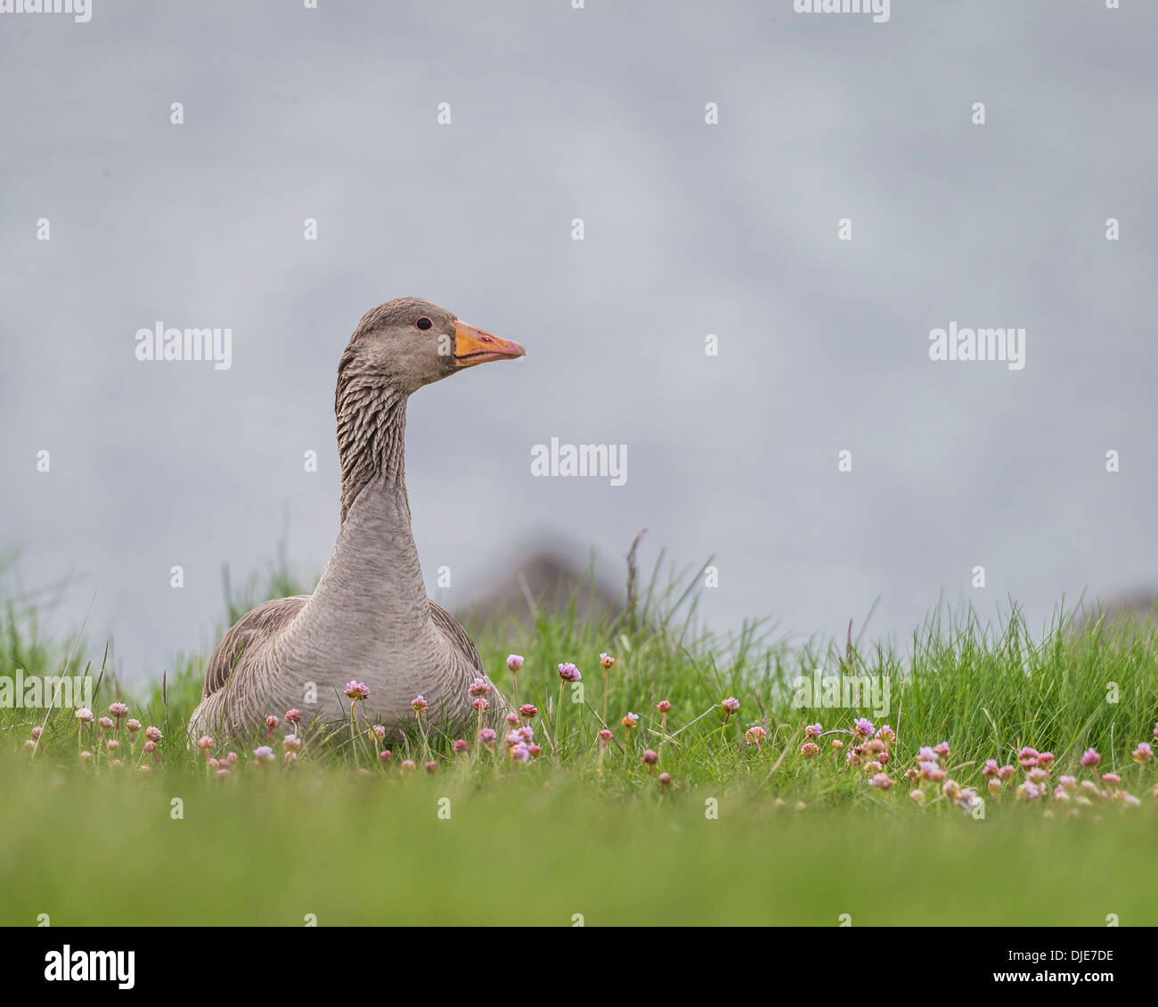 Portrait of Greylag Goose, goslings near by. Stock Photo