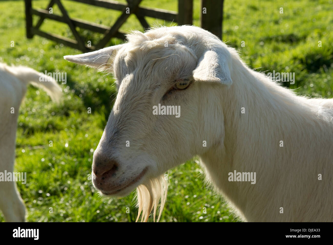 Head of a saanen goat wether with his beard. Stock Photo