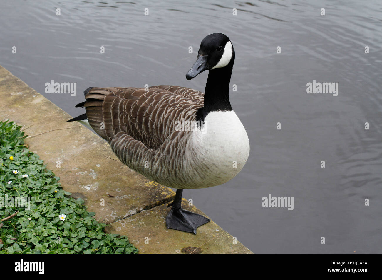 Canadian Goose stands on one leg Stock Photo