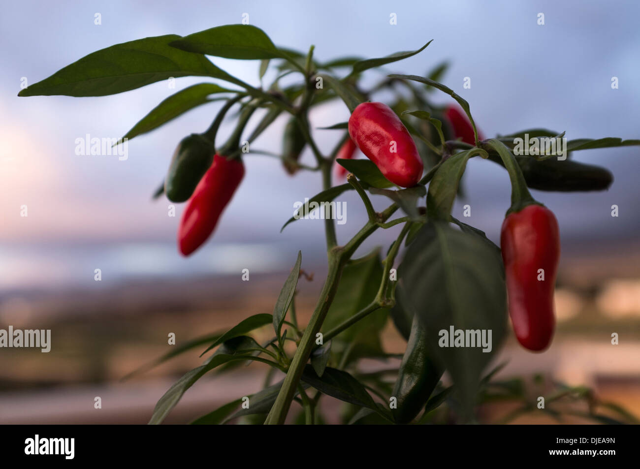 Growing Chilli Peppers High Resolution Stock Photography and Images - Alamy