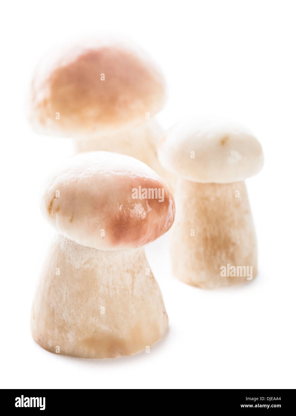 Ceps porcini Cut Out Stock Images & Pictures Alamy