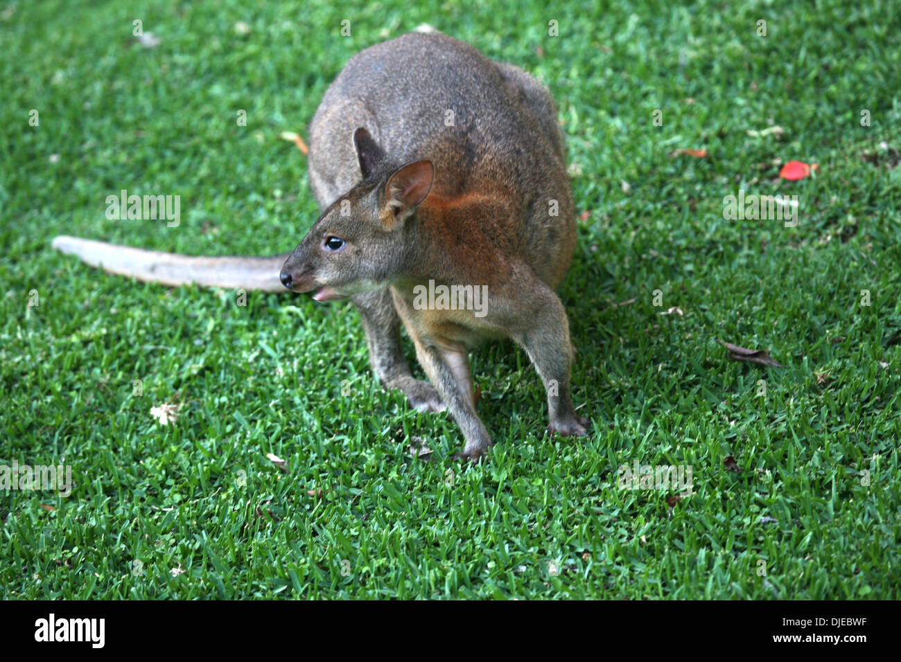 Red Necked Pademelon a compact macropod known for reddish brown fur around its neck and shoulders. Stock Photo