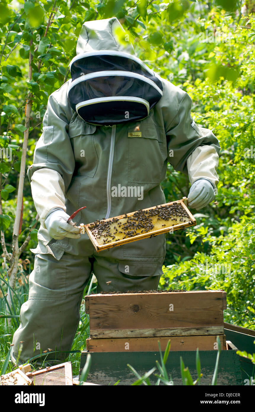 Bee keeper removing honeycomb from hive, UK Stock Photo