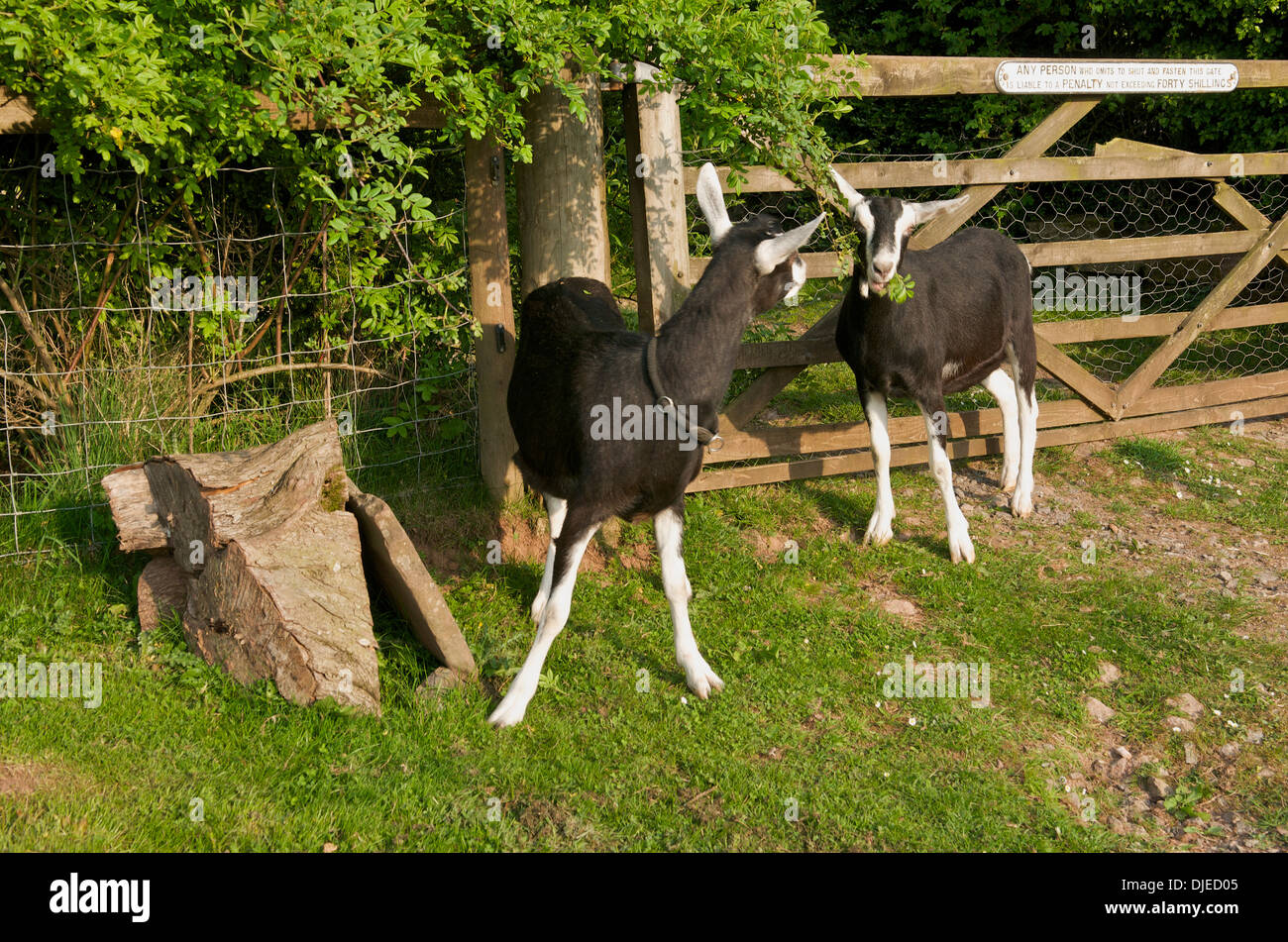 Goats eating hedgerow, UK Stock Photo