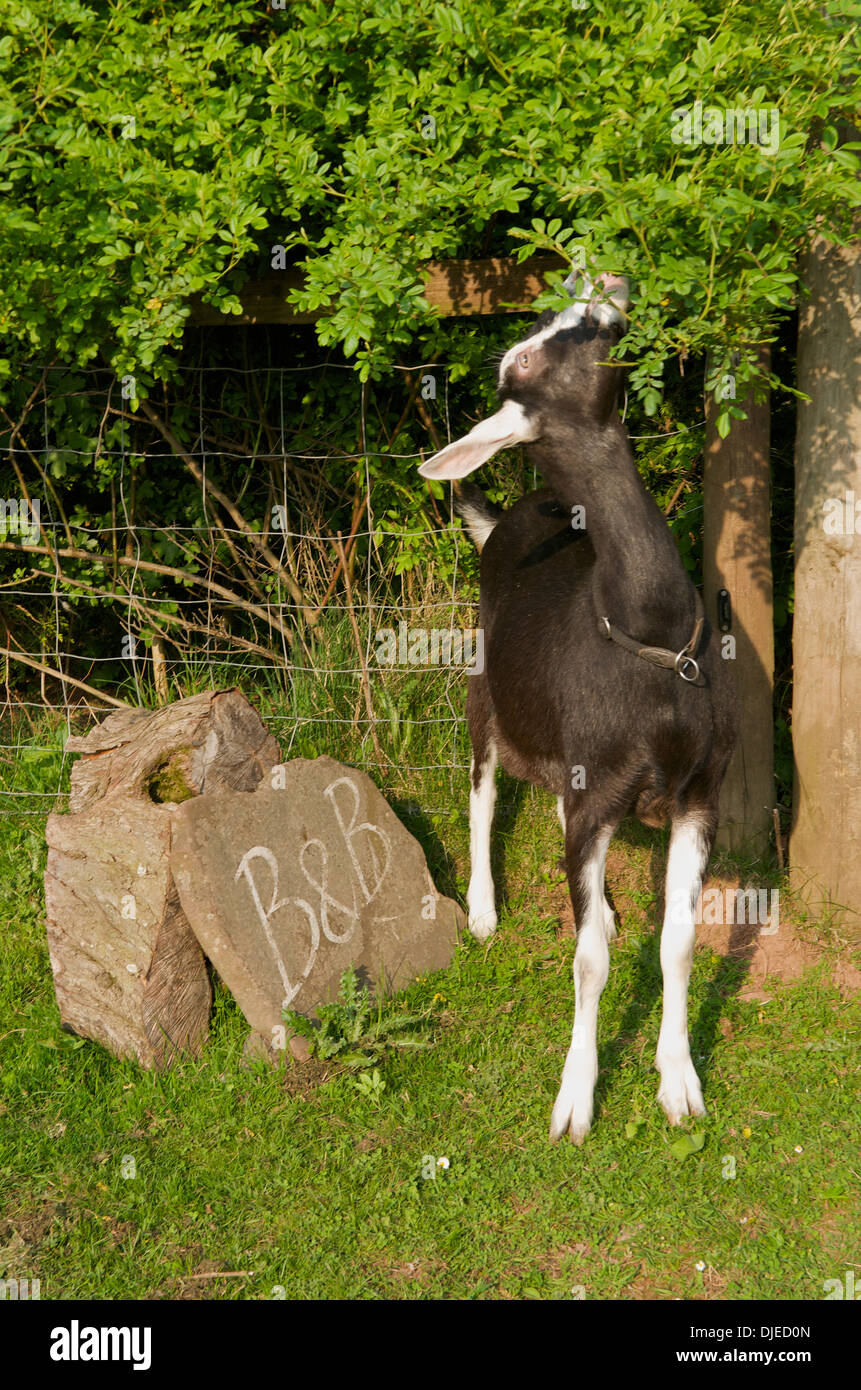 Goat eating hedgerow, UK Stock Photo