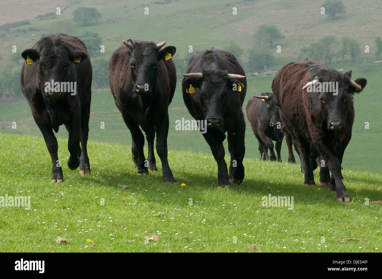 Welsh Black cattle, Wales, UK Stock Photo