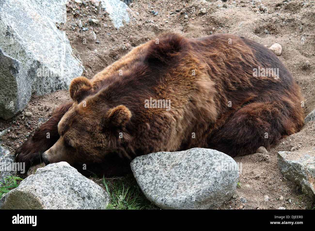 Sleeping brown bear Stock Photo
