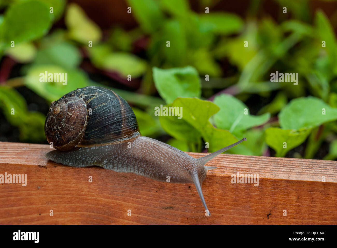 Common garden snail (Helix aspersa / Cornu aspersum / Cryptomphalus aspersus) raiding lettuce patch in vegetable garden Stock Photo