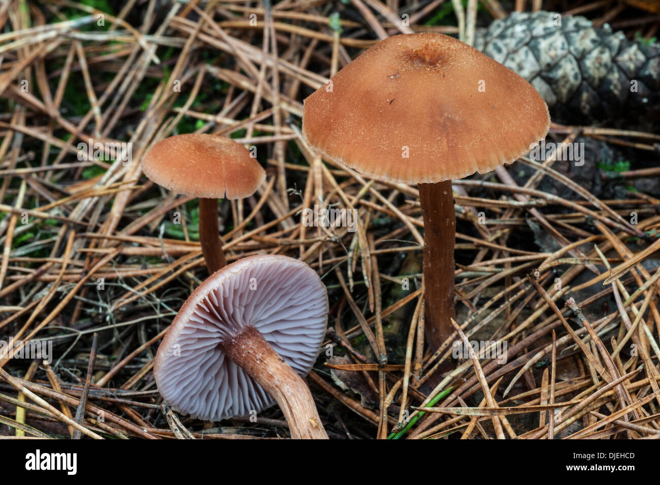 Scurfy deceiver toadstools (Laccaria proxima) in coniferous forest in autumn Stock Photo