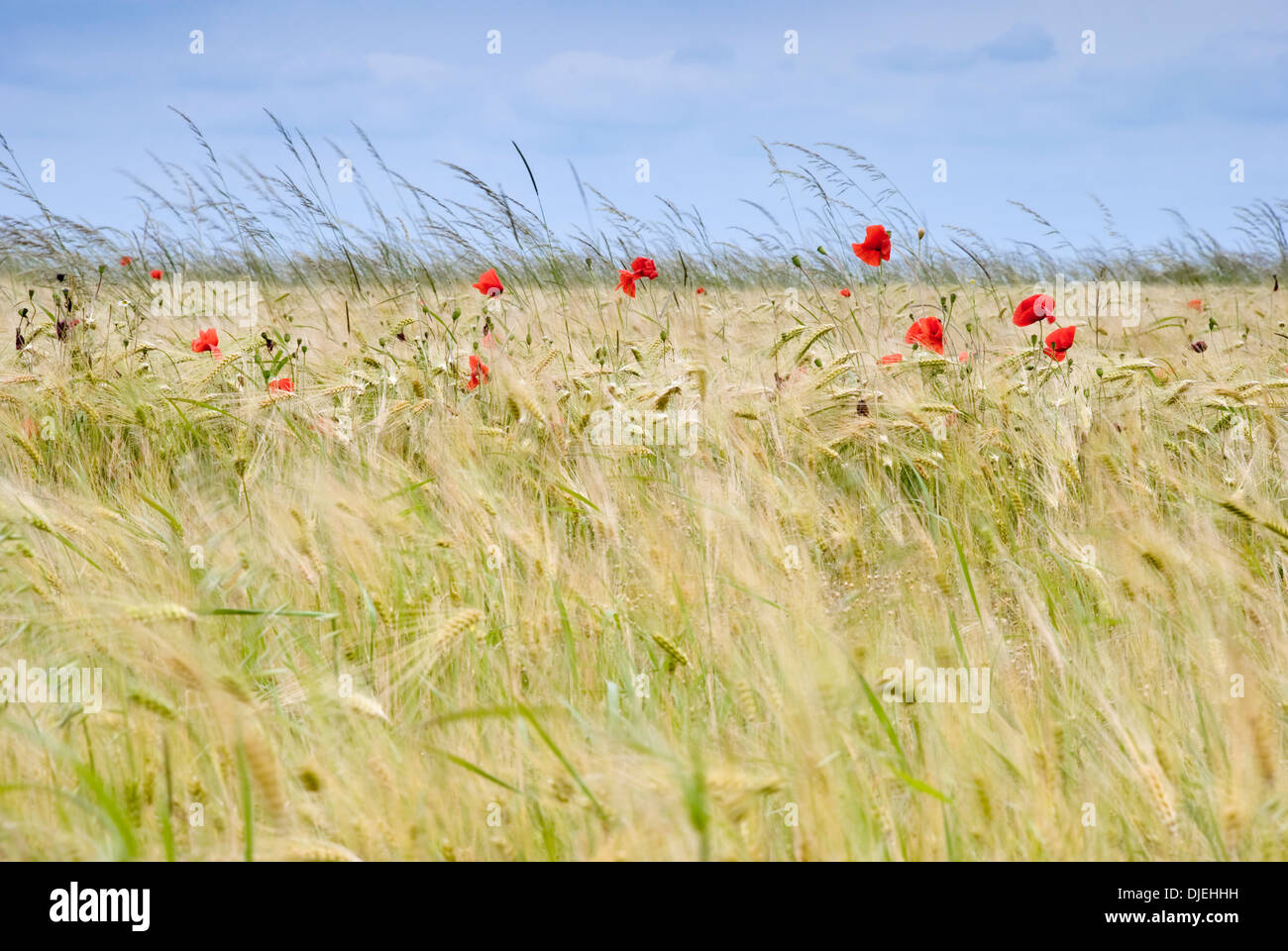 Poppies in field in summer Stock Photo