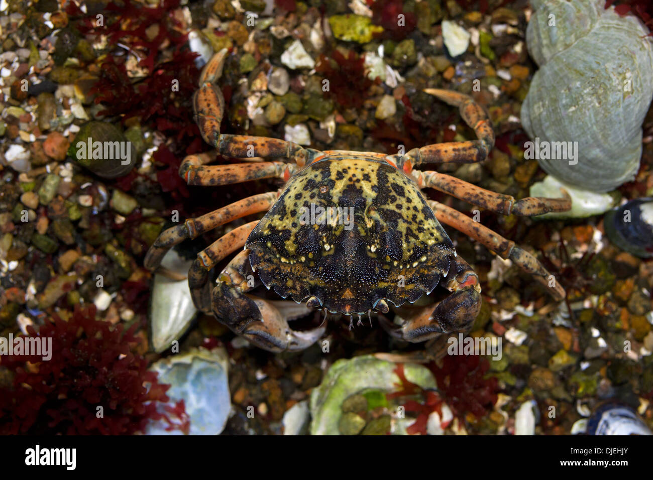 European shore crab / green crab (Carcinus maenas), alien invasive species showing camouflage colours in tide pool Stock Photo