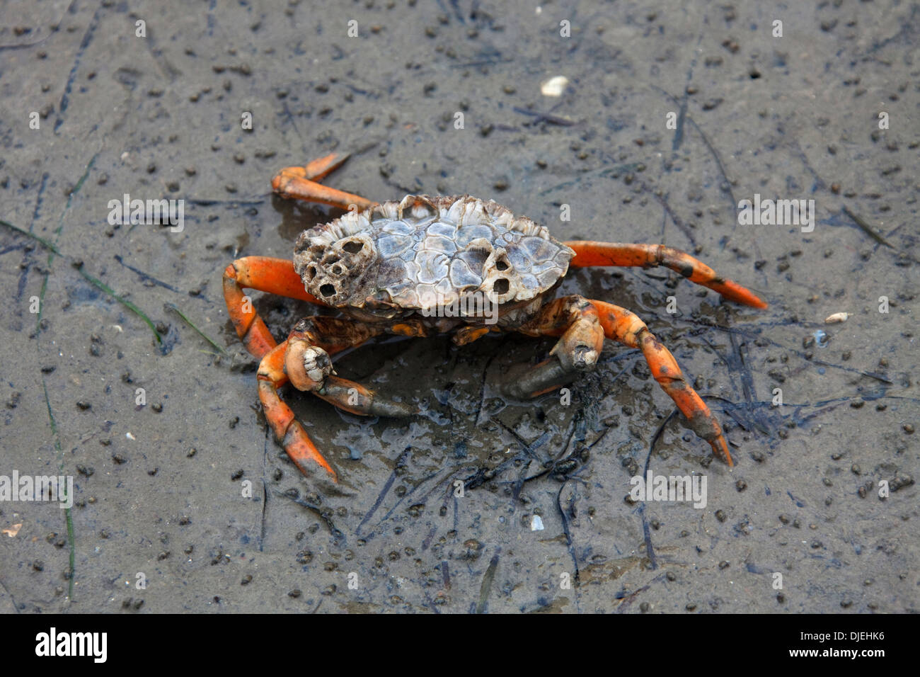 European shore crab / green crab (Carcinus maenas), alien invasive species at low tide along the North Sea Stock Photo