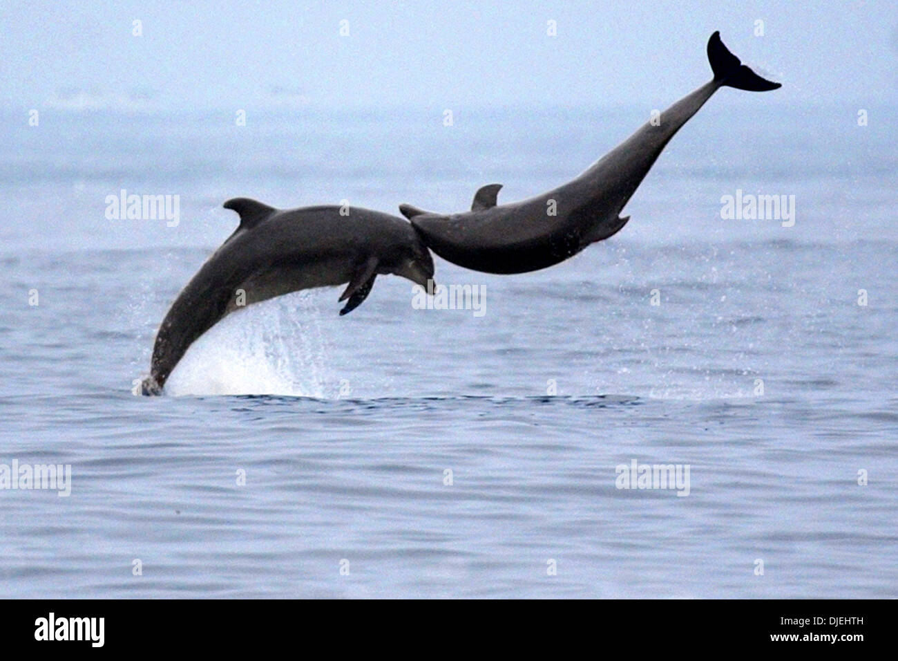 El porto surf hi-res stock photography and images - Alamy