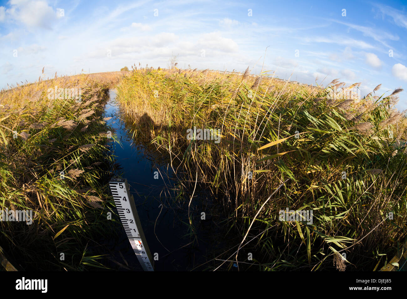 Reedbed, wide angle lens, Essex, UK, autumn Stock Photo