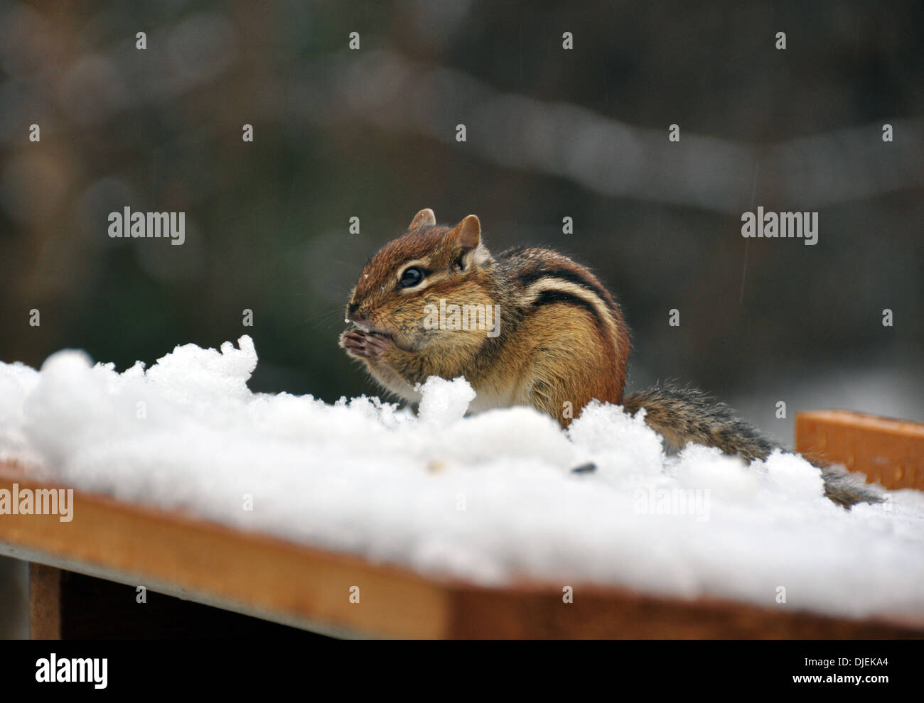 Cute chipmunk eating a snack in the snow. Stock Photo