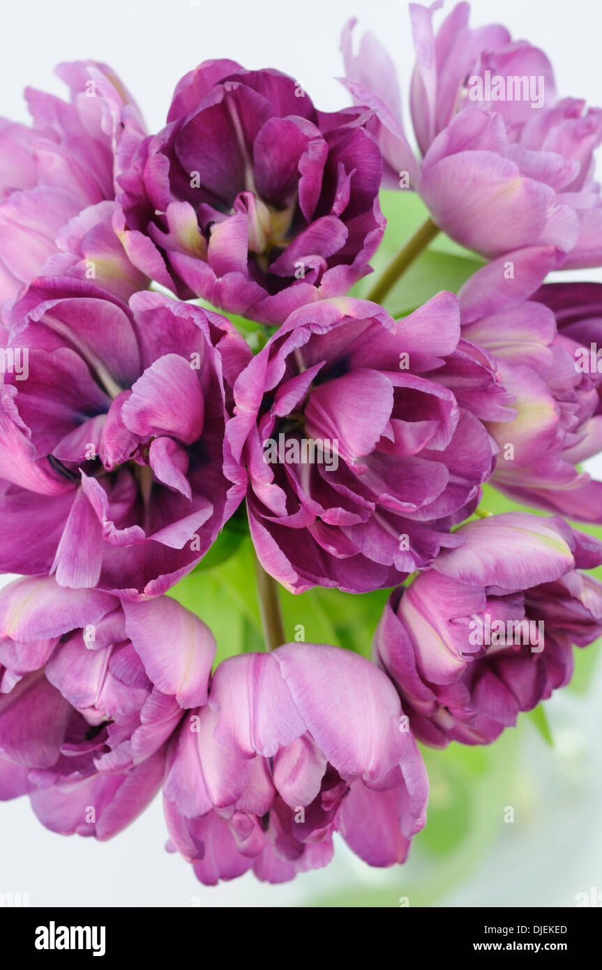 Tulips tulipa studio image of arrangement in a glass vase Stock Photo
