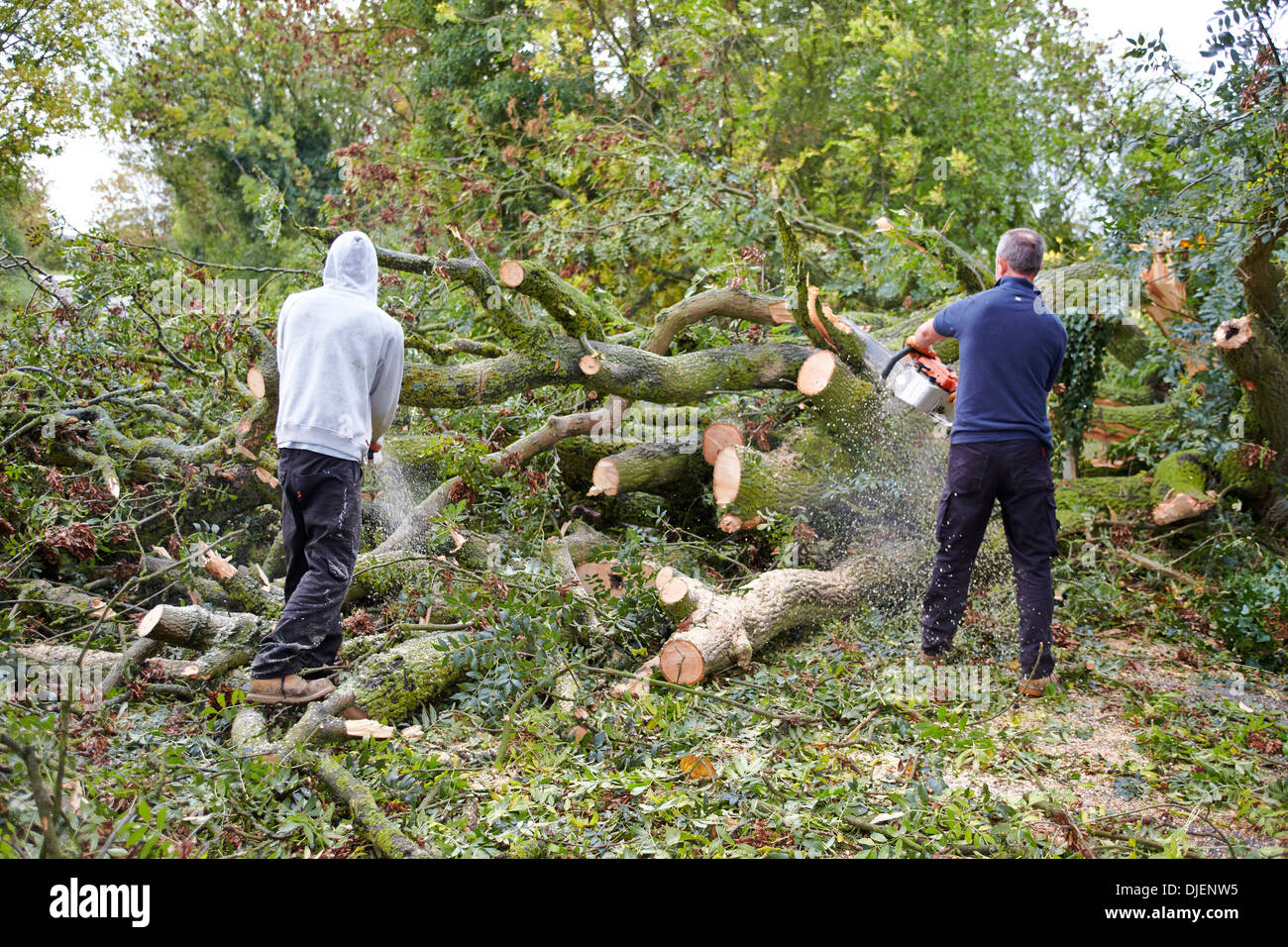 Two men use chainsaws to clear a fallen tree blocking a road Stock ...