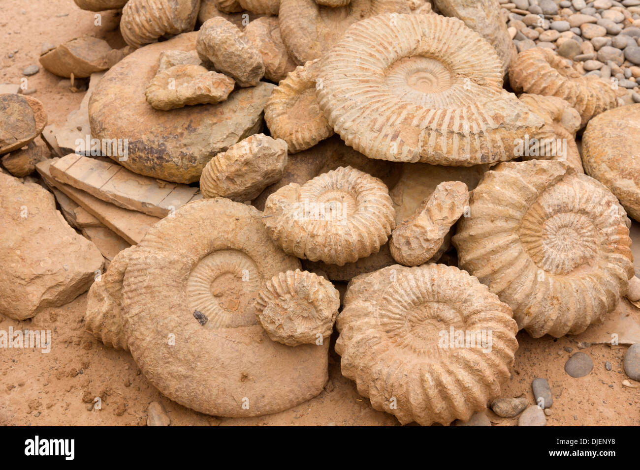 Fossils morocco hires stock photography and images Alamy