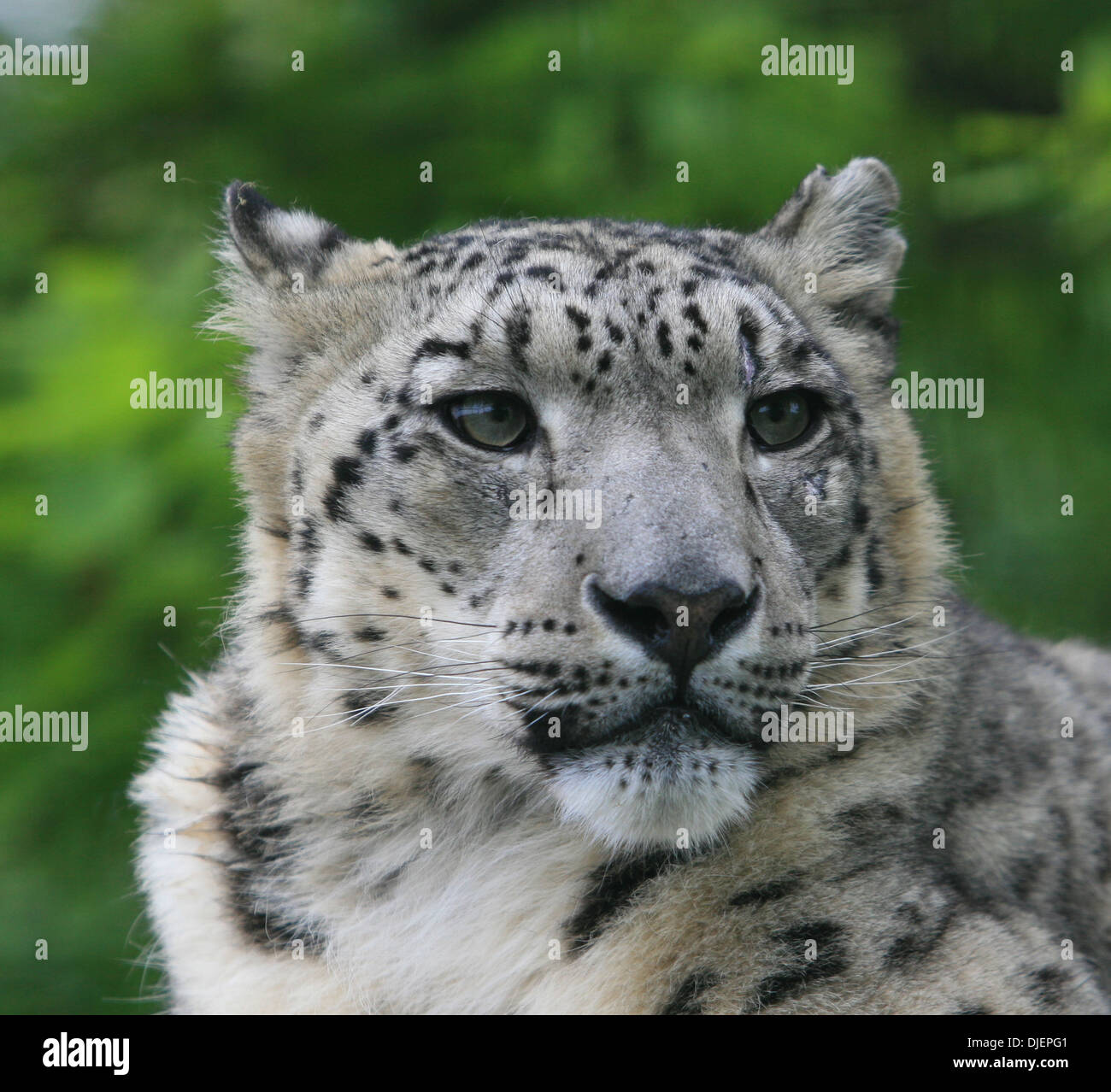 Rare Snow Leopard's Face Stock Photo