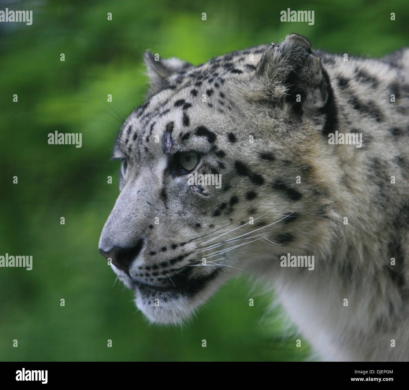 Rare Snow Leopard's Face Stock Photo