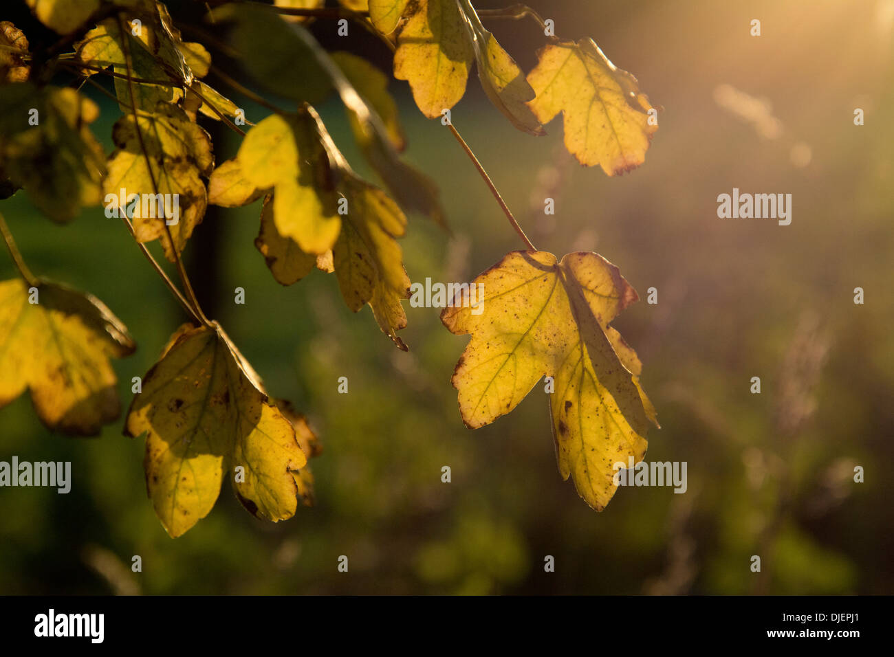 Leaves of Field Maple in autumn backlit by low sun Stock Photo - Alamy