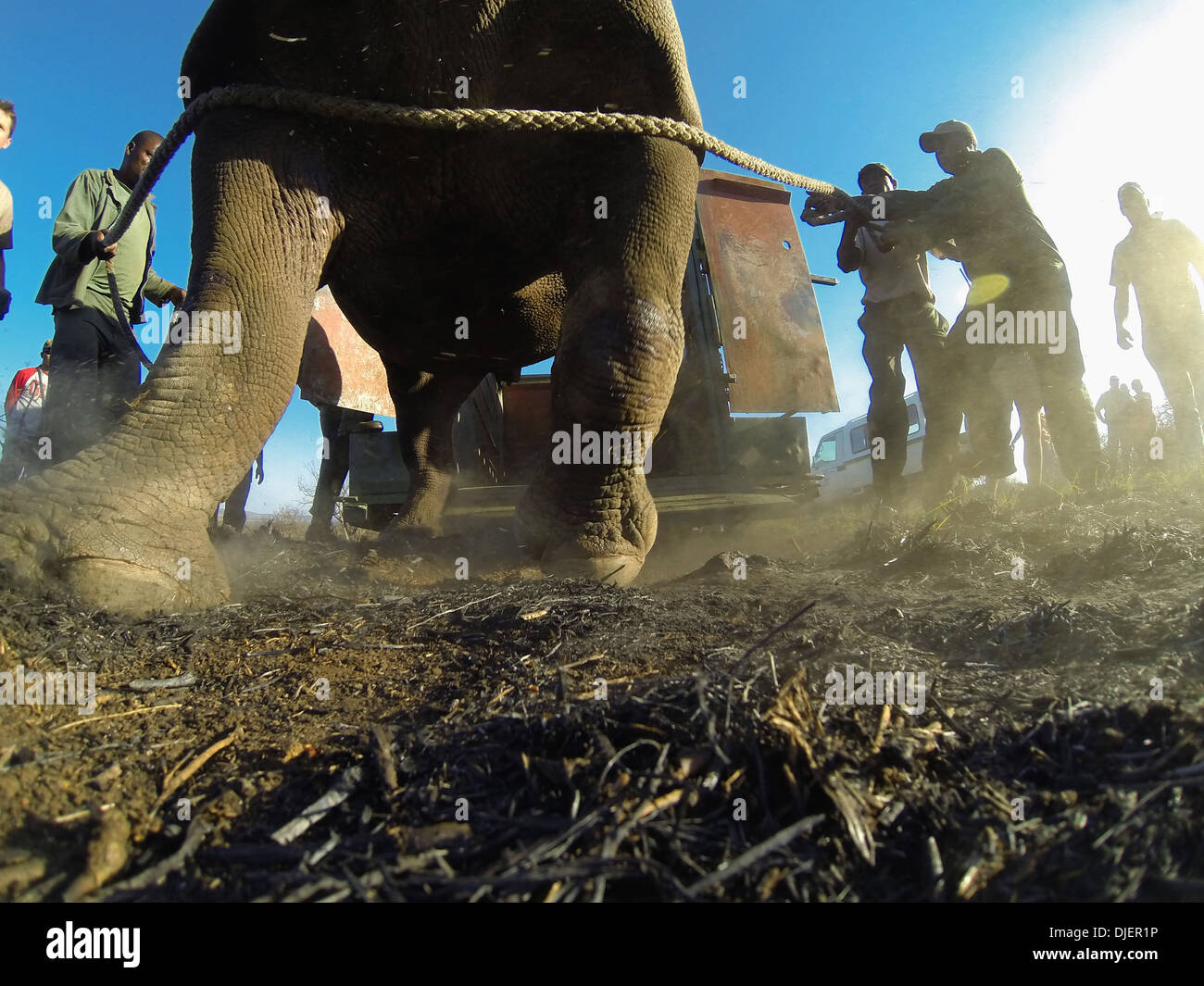 Black Rhinoceros (Diceros bicornis) being released into a protected area.Ithala game reserve.South Africa Stock Photo
