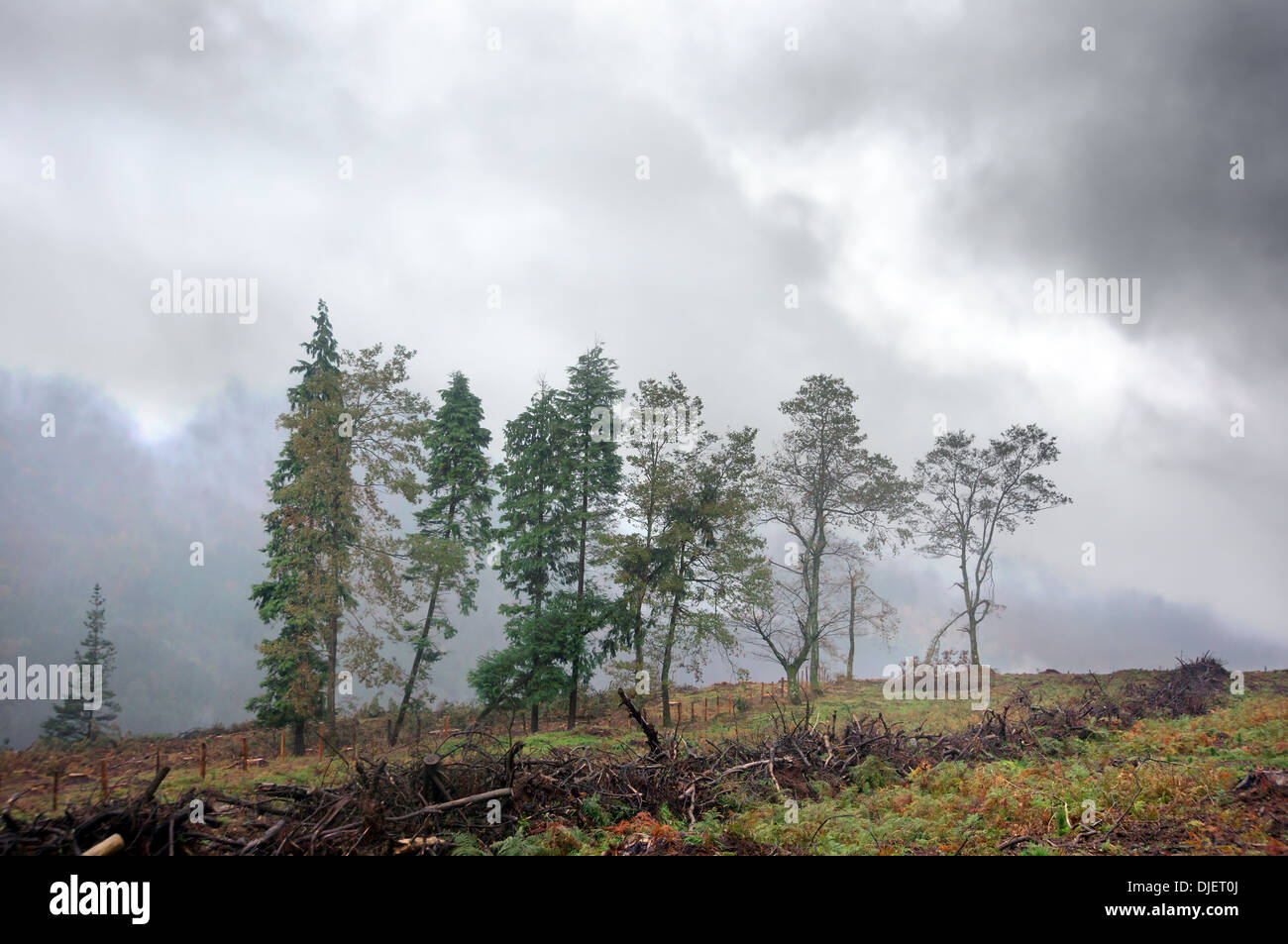 desolate landscape with trees and desforestation Stock Photo