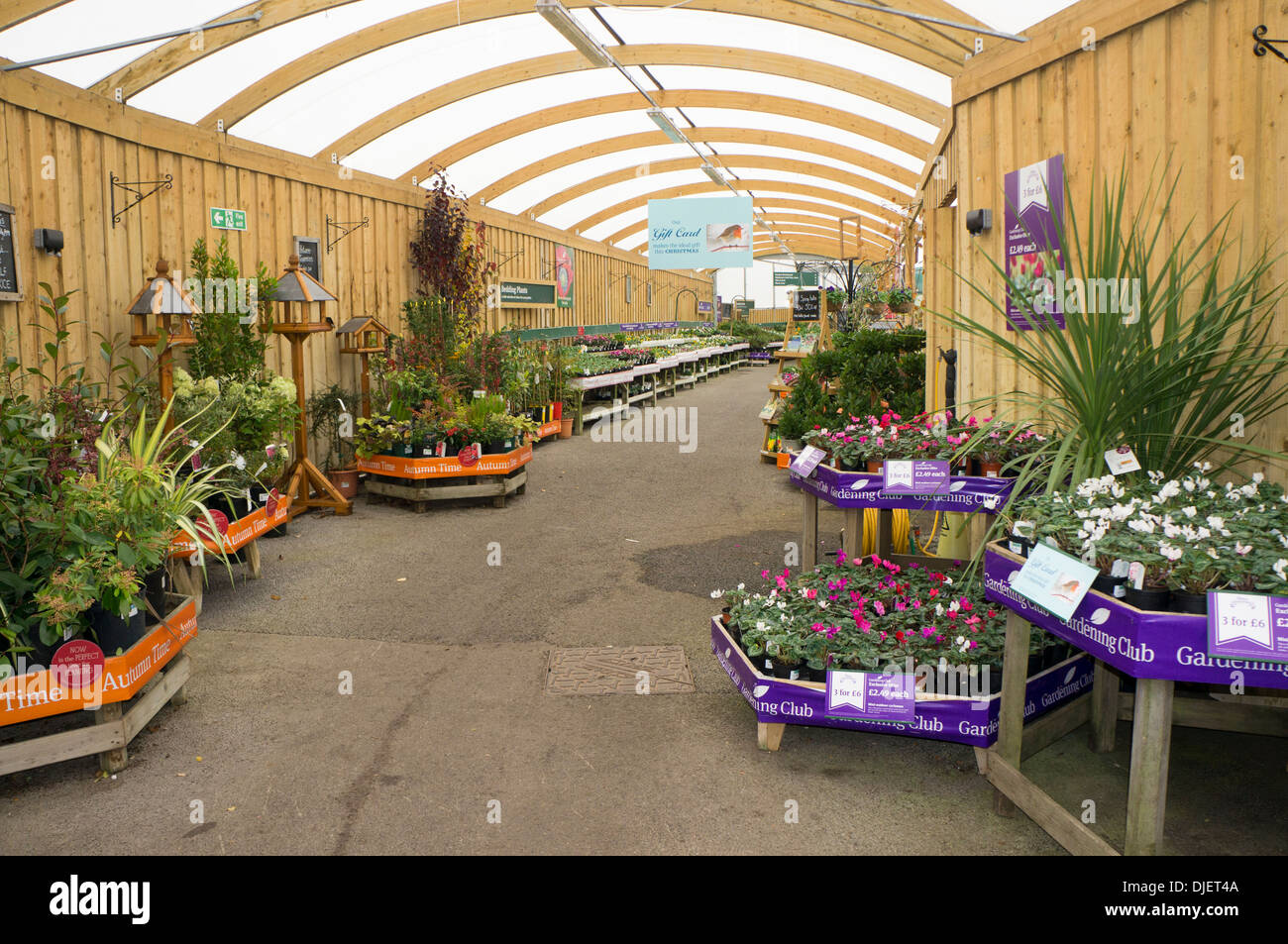Winter garden center display of plants for sale England Stock Photo Alamy