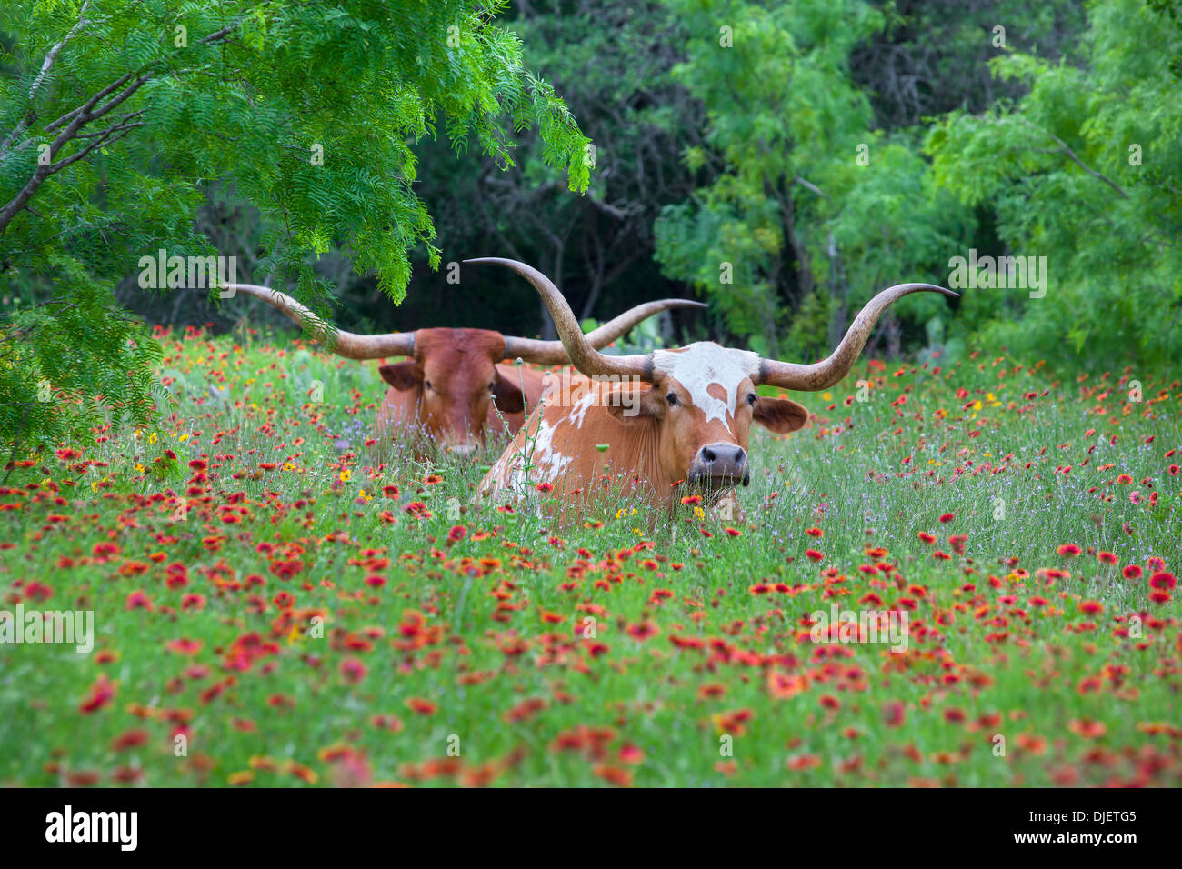 Longhorns rest in a field of Texas Wildflowers in the heart of the Texas Hill Country. Stock Photo