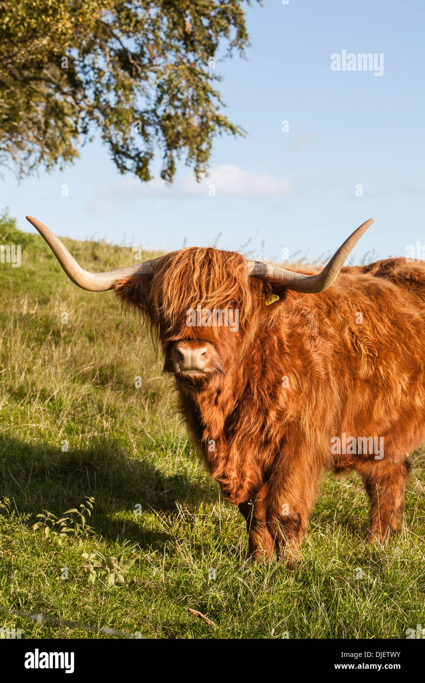 Highland Cow in Scotland. Stock Photo