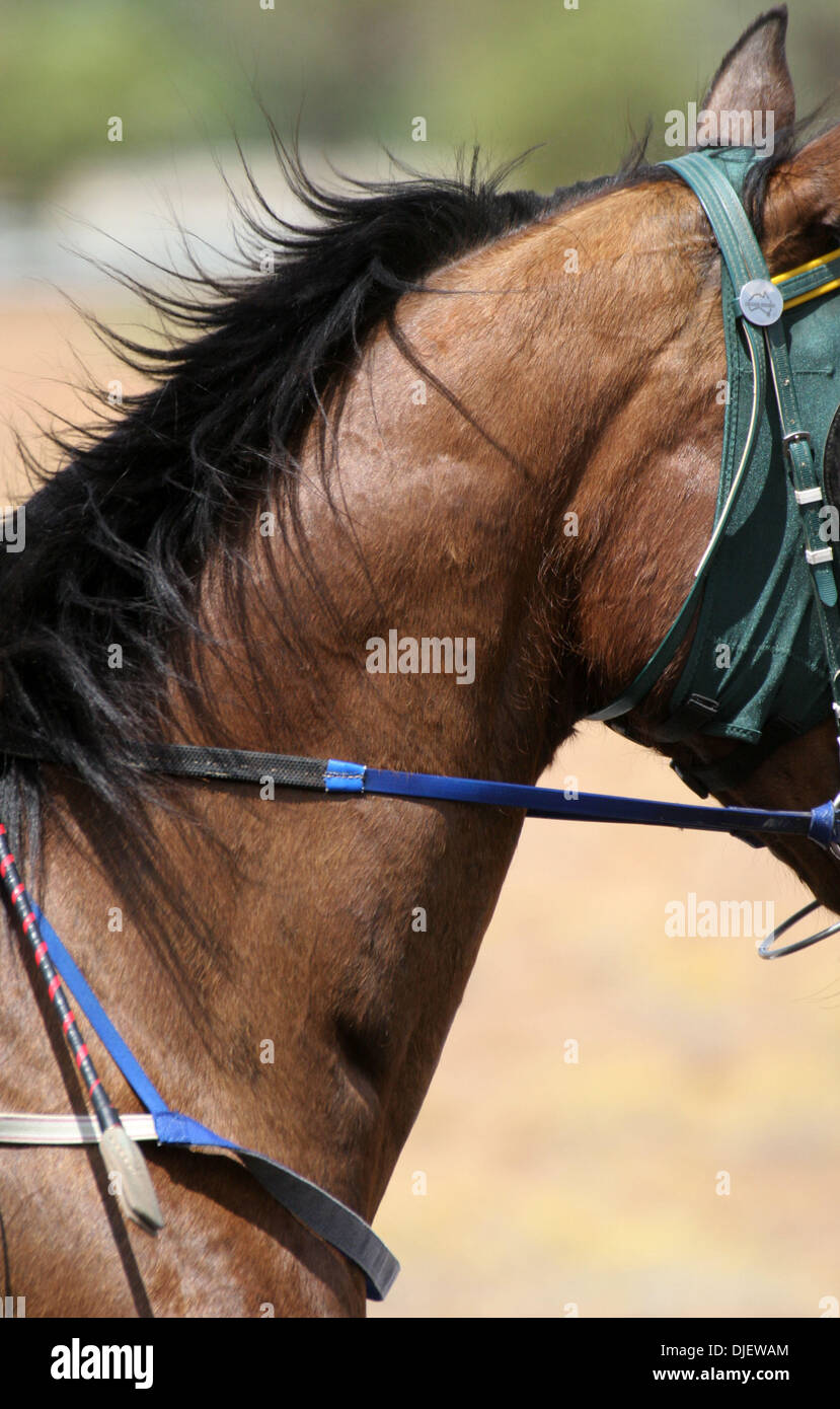 Oct 27, 2007 - Alice Springs, NT, Australia - Horse Racing: Young Guns II, Cox Plate Day at Alice Springs Turf Club. (Credit Image: © Marianna Day Massey/ZUMA Press) Stock Photo