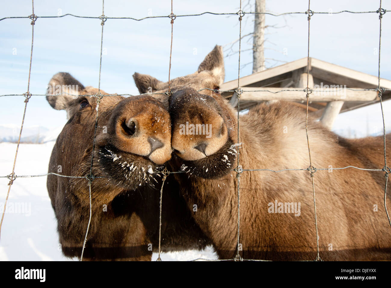 Bull Captivity Captive: Pair Of Youg Bull Moose Stand Next To A Fence Waiting To Be ...