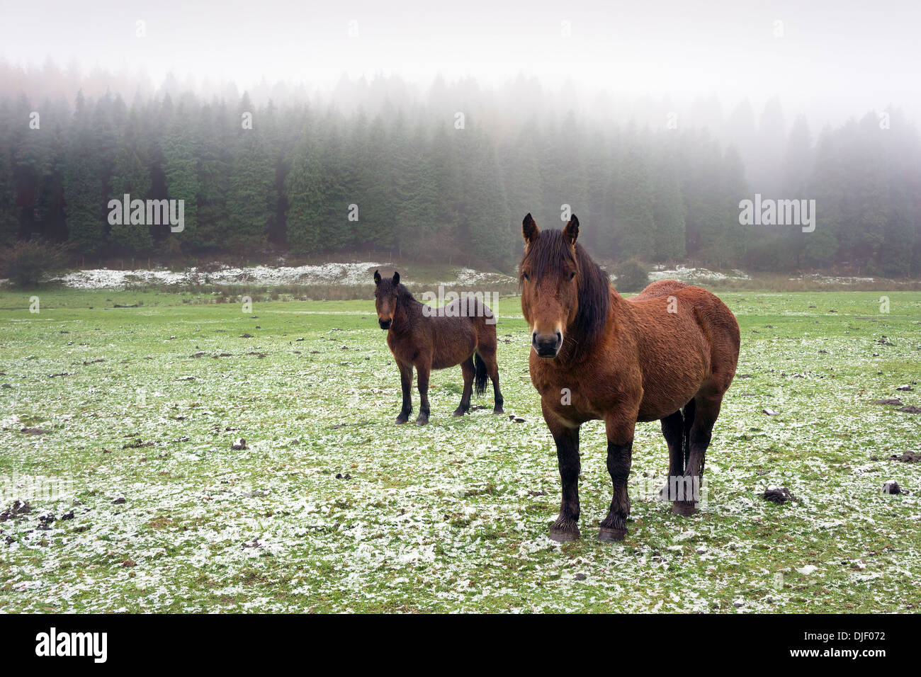 winter landscape with two horses looking and fog Stock Photo - Alamy
